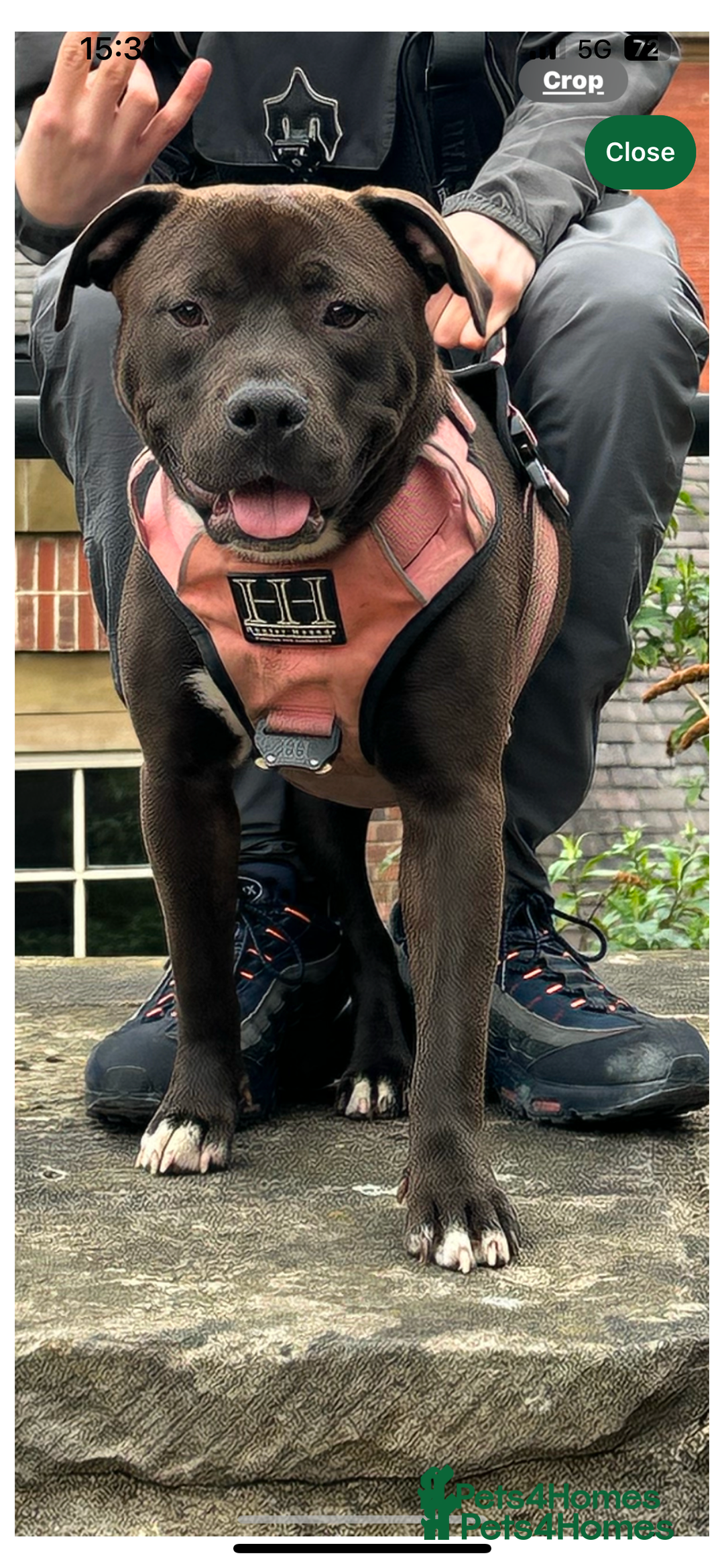 Mixed Breed dogs for sale: Staffy x Belgian shepherd dog - Image 2