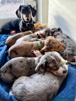 Mixed Breed dogs *UPDATE* Mini Dachshund × Dachshund Cockapoo Pups - Advert 3