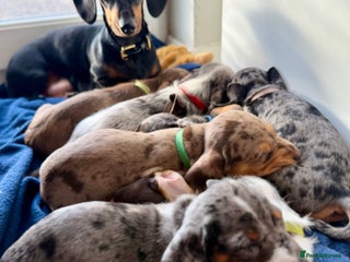 Mixed Breed dogs *UPDATE* Mini Dachshund × Dachshund Cockapoo Pups - Advert 2