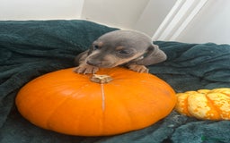Dachshund dogs for sale: 6 beautiful dachshund puppies  - Image 14