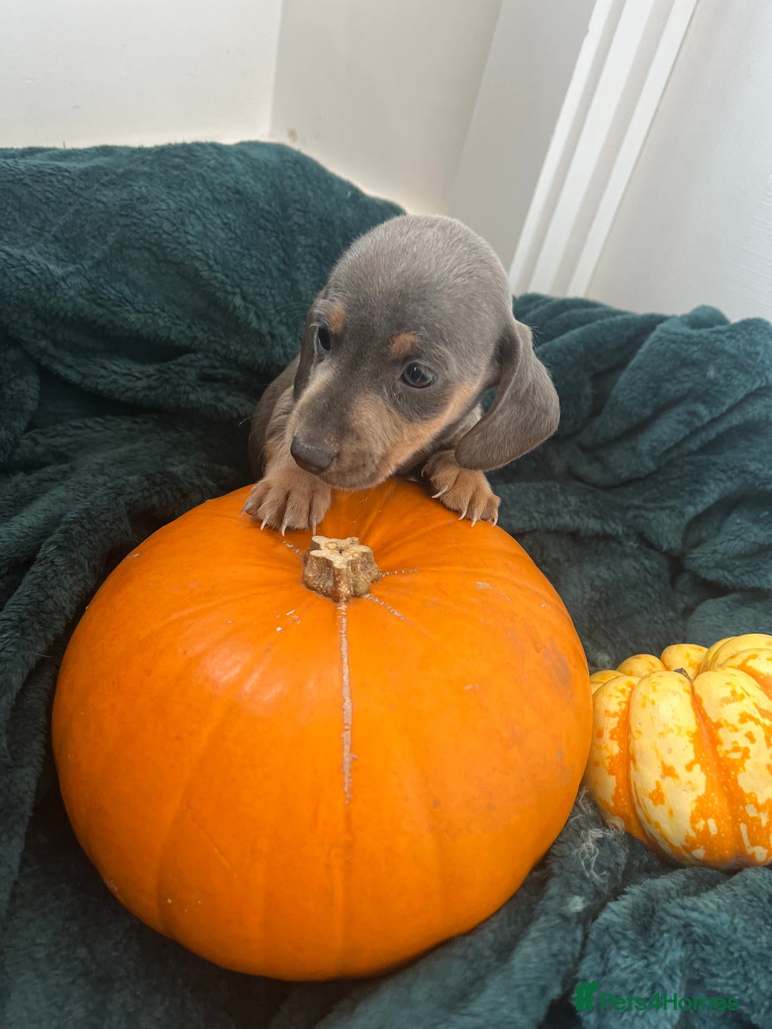 Dachshund dogs for sale: 6 beautiful dachshund puppies  - Image 14