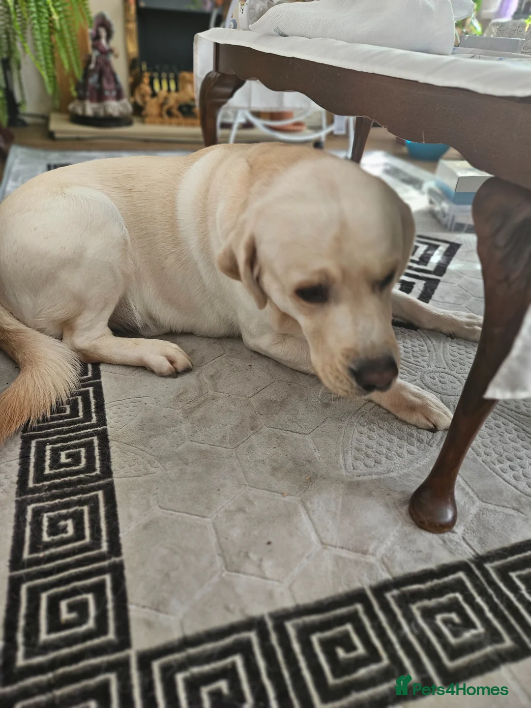 Golden Retriever dogs for stud: Golden retriever at stud - Advert 6