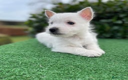 West Highland Terrier dogs for sale: Stunning West Highland puppies - Image 5