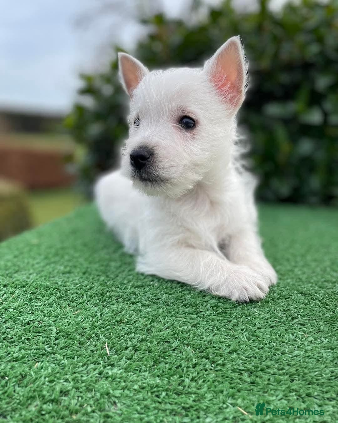 West Highland Terrier dogs for sale: Stunning West Highland puppies - Image 5