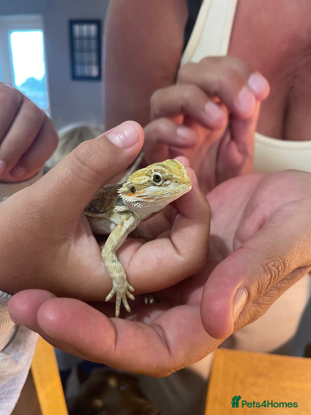 Bearded Dragon reptiles for sale: Bearded dragons  - Image 14