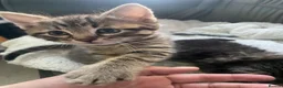 Bengal cats for sale: Baby Bengals READY NOW  - Advert 6