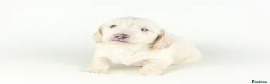 Miniature Dachshund Puppy 4