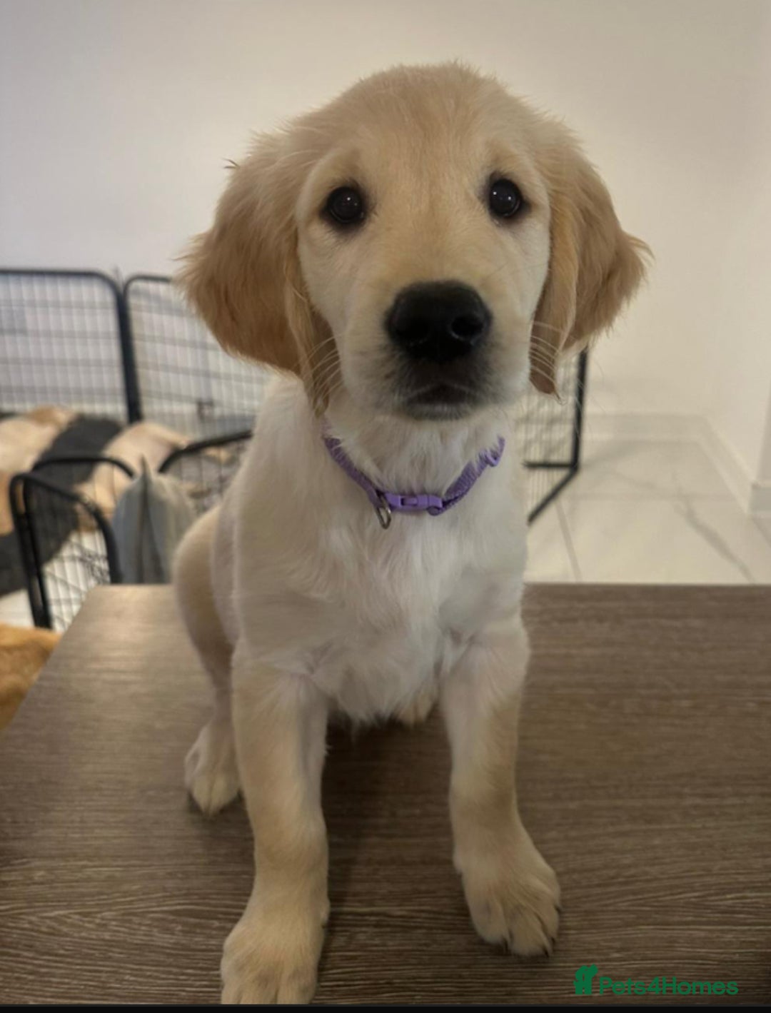 Golden Retriever dogs for sale: Golden retriever  - Advert 11