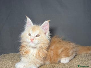 Maine Coon cats Champion line kittens, ready to reservation🥰 - Advert 10