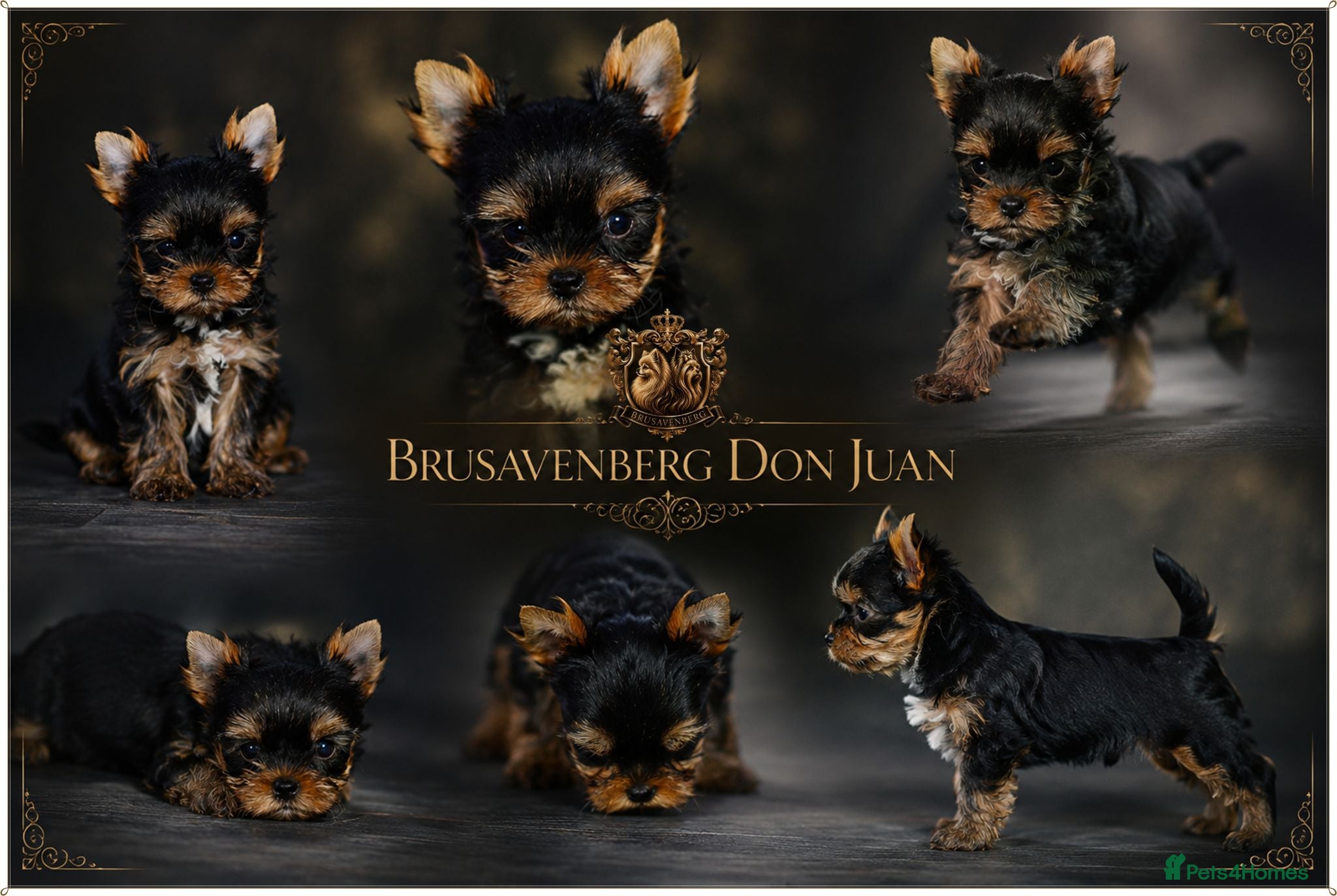 Yorkshire Terrier dogs MINIATURE YORKSHIRE TERRIERS KC PARENTS DNA TESTED - Advert 5