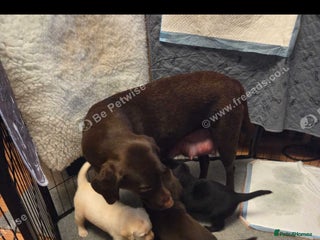 Labrador Retriever dogs Stunning litter of chunky pups - Advert 2