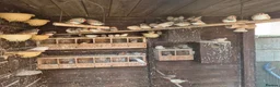 Finches birds for sale: Zebra and Bengalese Finches  in Wirral - Advert 2