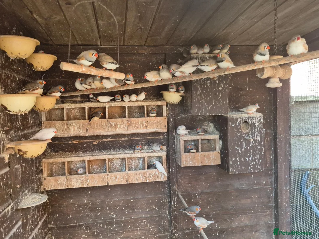 Finches birds for sale: Zebra and Bengalese Finches  in Wirral - Advert 2