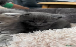 Mixed Breed cats for sale: Half mine coon half British  - Image 15