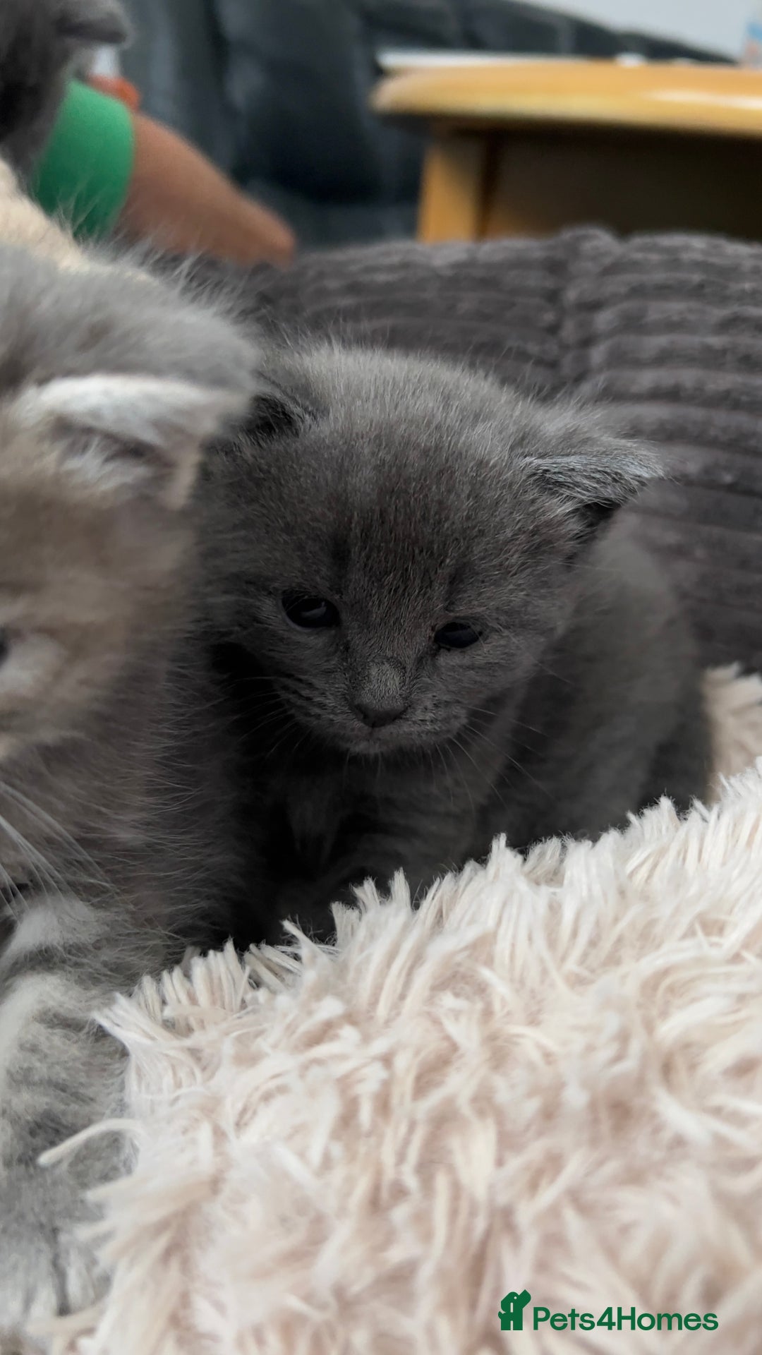 Mixed Breed cats for sale: Half mine coon half British  - Image 15