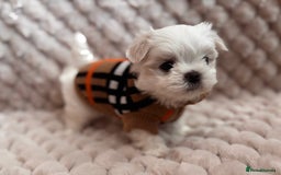 Maltese dogs for sale: ✨💫Tiny Exquisite Bambelina Maltese 💫✨ - Image 9