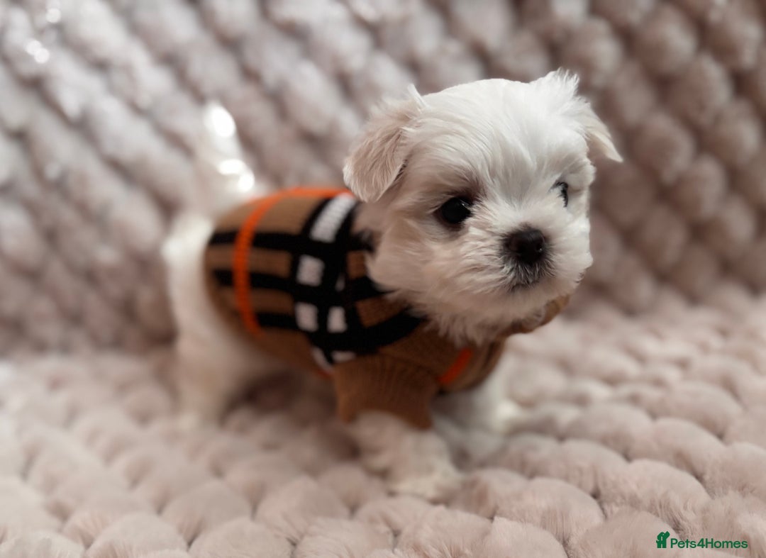 Maltese dogs for sale: ✨💫Tiny Exquisite Bambelina Maltese 💫✨ - Image 9