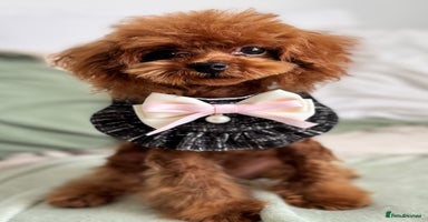 Toy Poodle dogs - Advert 11