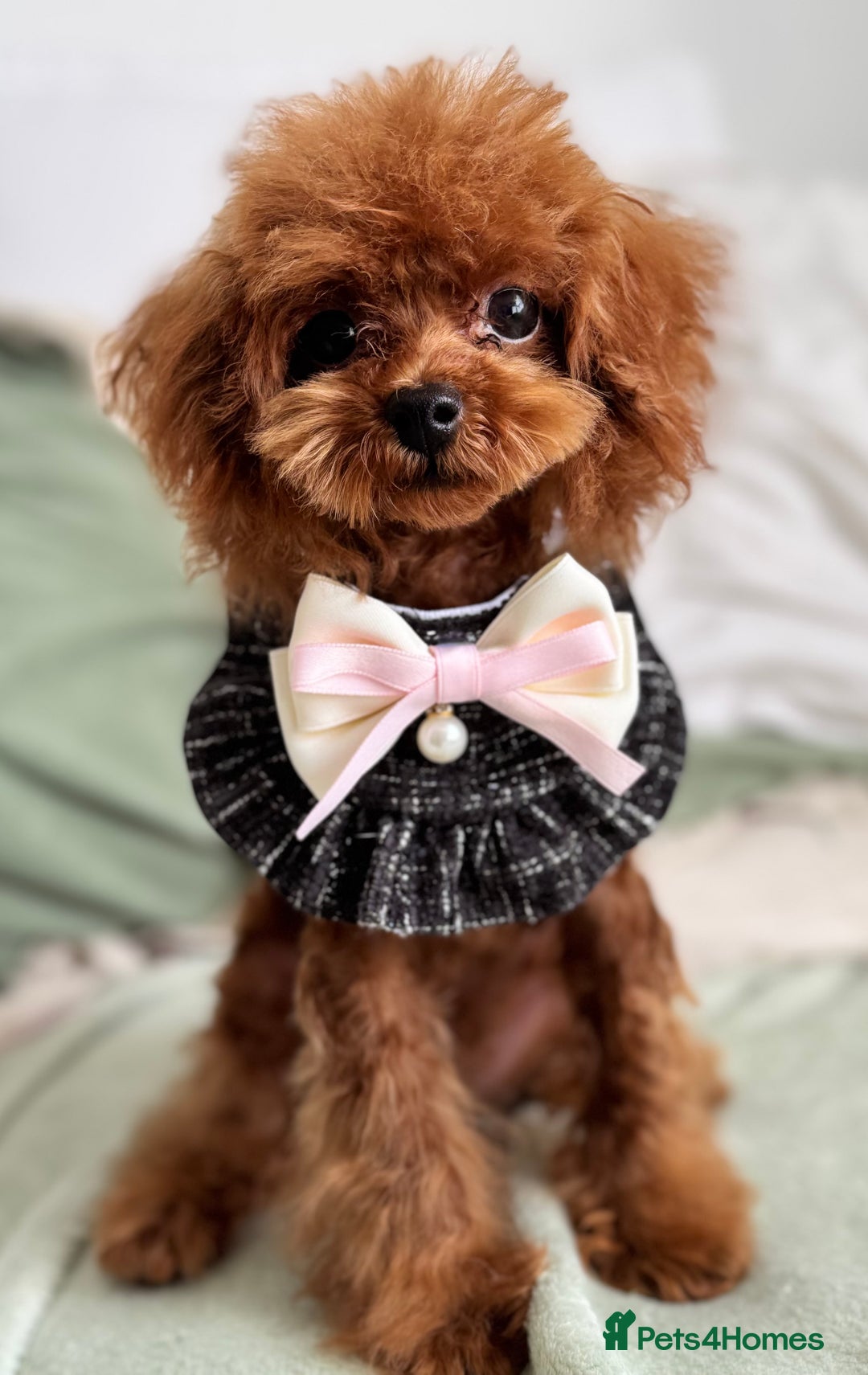 Toy Poodle dogs for sale: 🧸Tiny Exquisite Asian Poodle Boy🧸 - Image 2