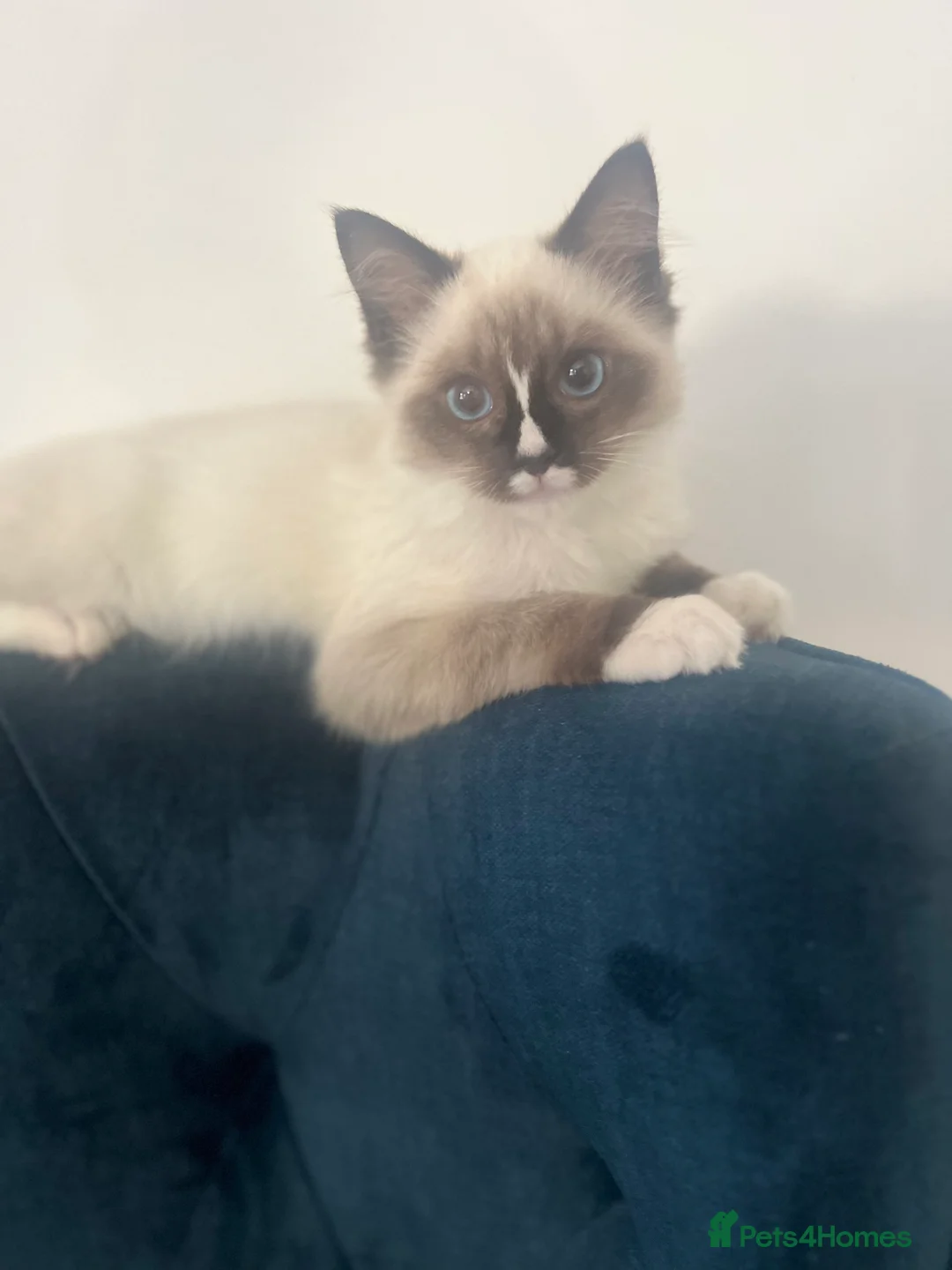 Ragdoll cats for sale: fluffy, male ragdoll kitten - Advert 7