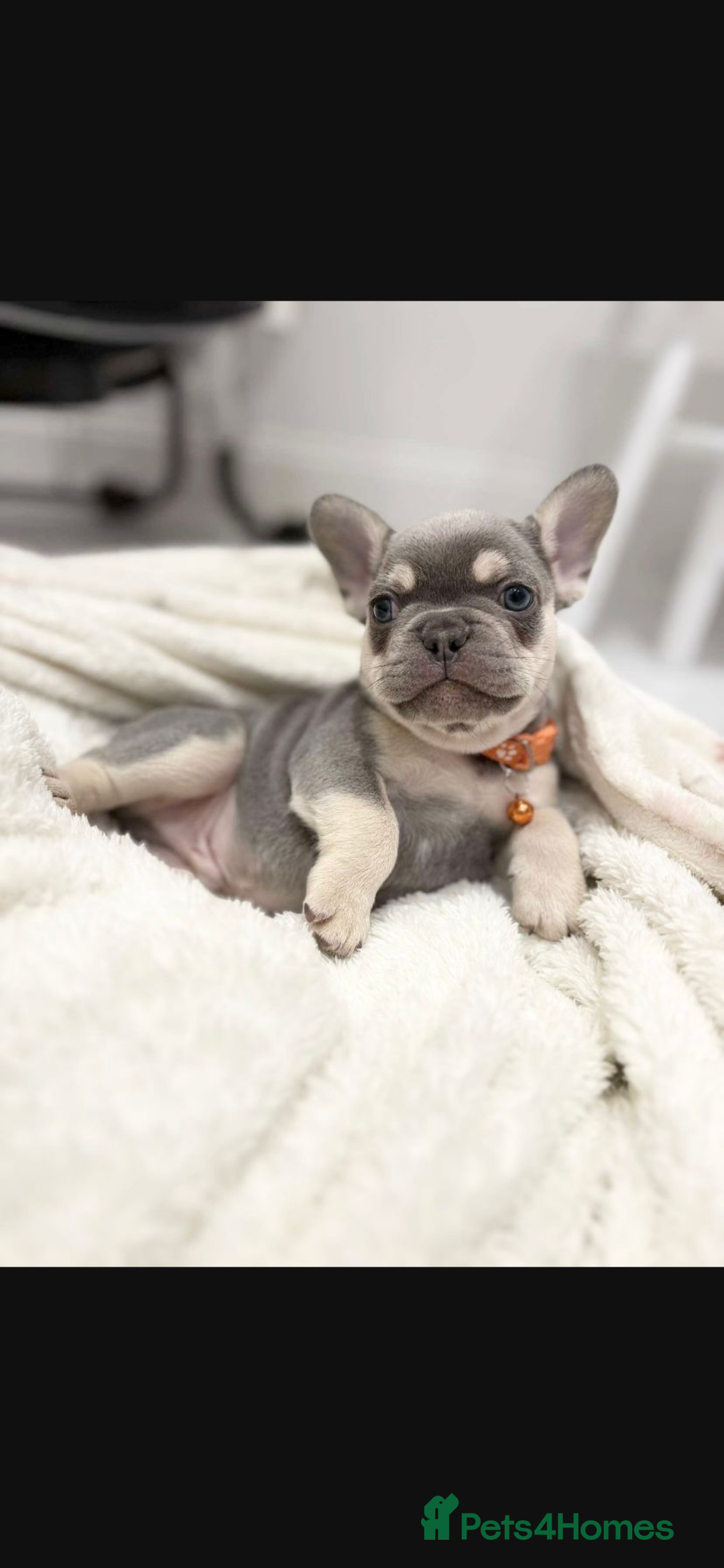 French Bulldog dogs for sale: French bulldog puppies  - Image 18