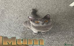 British Shorthair cats for sale: British shorthair kittens  - Image 16