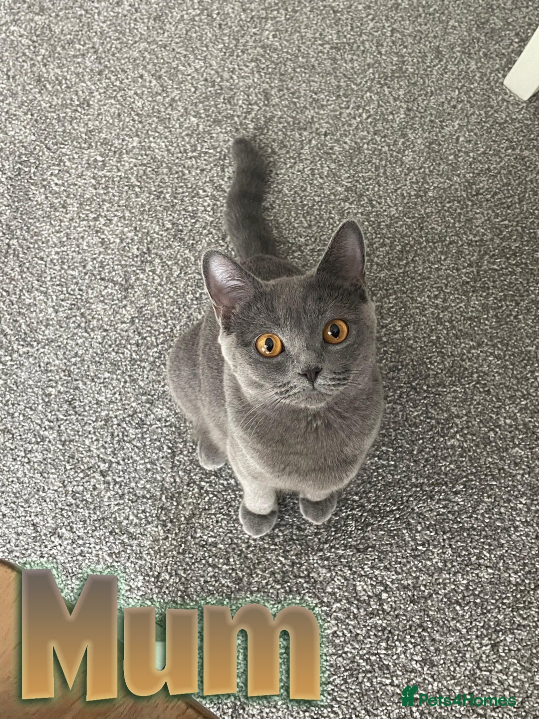 British Shorthair cats for sale: British shorthair kittens  - Image 16