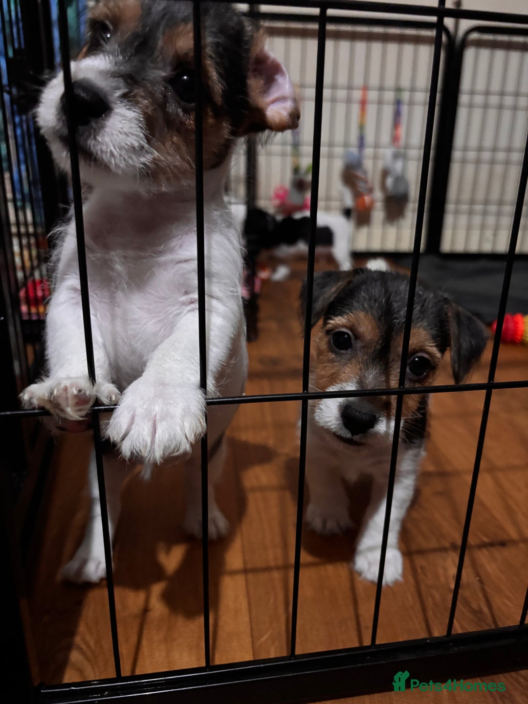 Mixed Breed dogs for sale: 1 Girl Jack Russell x Yorkshire Terrier Puppies - Image 30