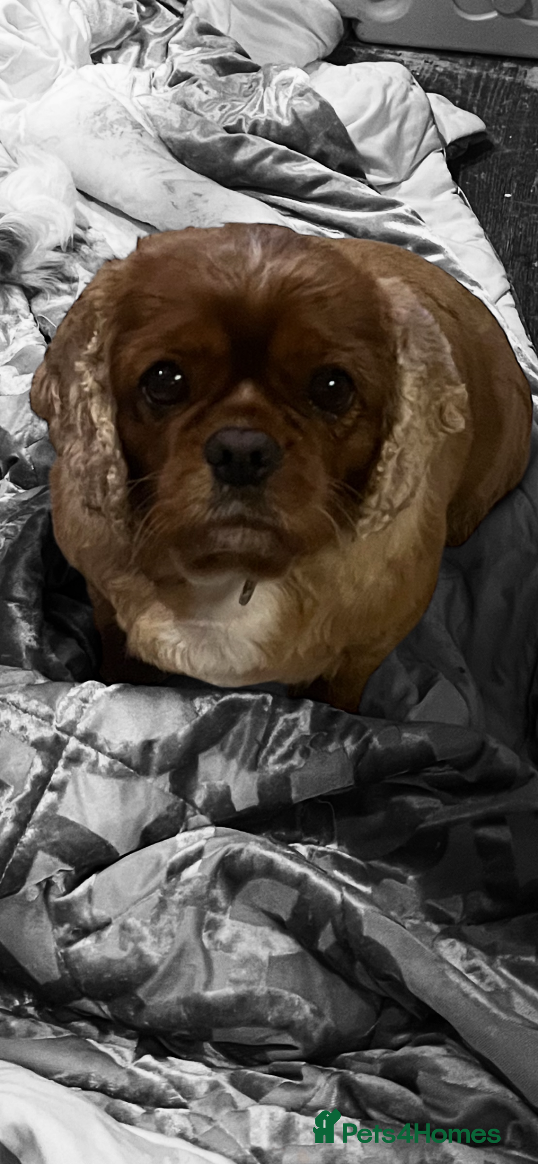 Cavalier King Charles Spaniel dogs for sale: Genuine sale of my 2 cavaliers (speyed) - Advert 7