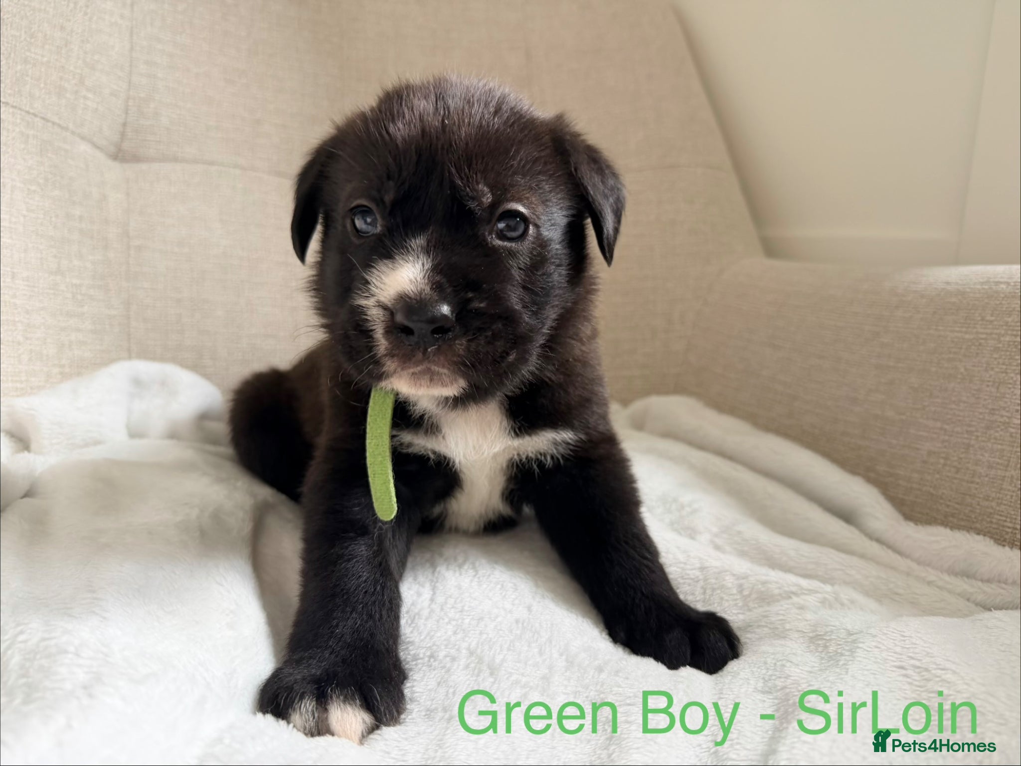 Mixed Breed dogs EXCLUSIVE LITTER: F1 Old English Bordeaux Puppies! - Advert 3