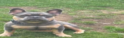 French Bulldog dogs for stud: Nigel for stud  in Longfield - Advert 2