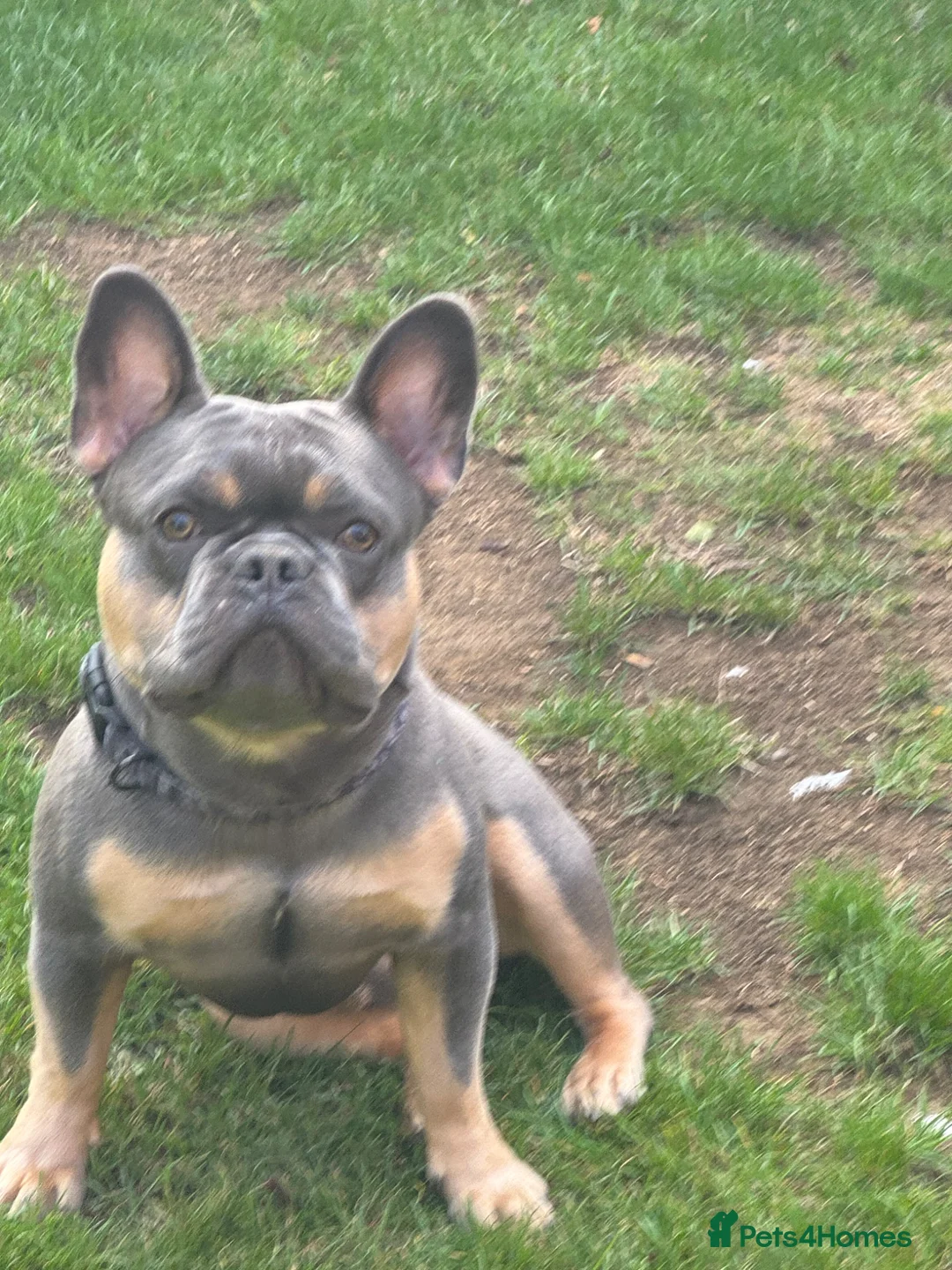 French Bulldog dogs for stud: Nigel for stud  in Longfield - Advert 2
