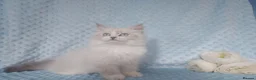Siberian cats for sale: GCCF Registered Siberian Kitten For Sale  - Advert 16