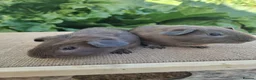 Guinea Pig rodents for sale: Pair of Male Guinea Pigs  - Advert 5