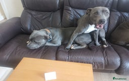 Staffordshire Bull Terrier dogs for sale: nice and happy puppy  - Image 2