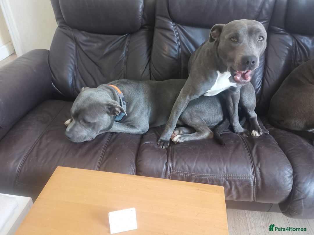 Staffordshire Bull Terrier dogs for sale: nice and happy puppy  - Image 2