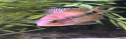 Cichlids fish for sale: Blood parrot x marble veija  - Advert 8