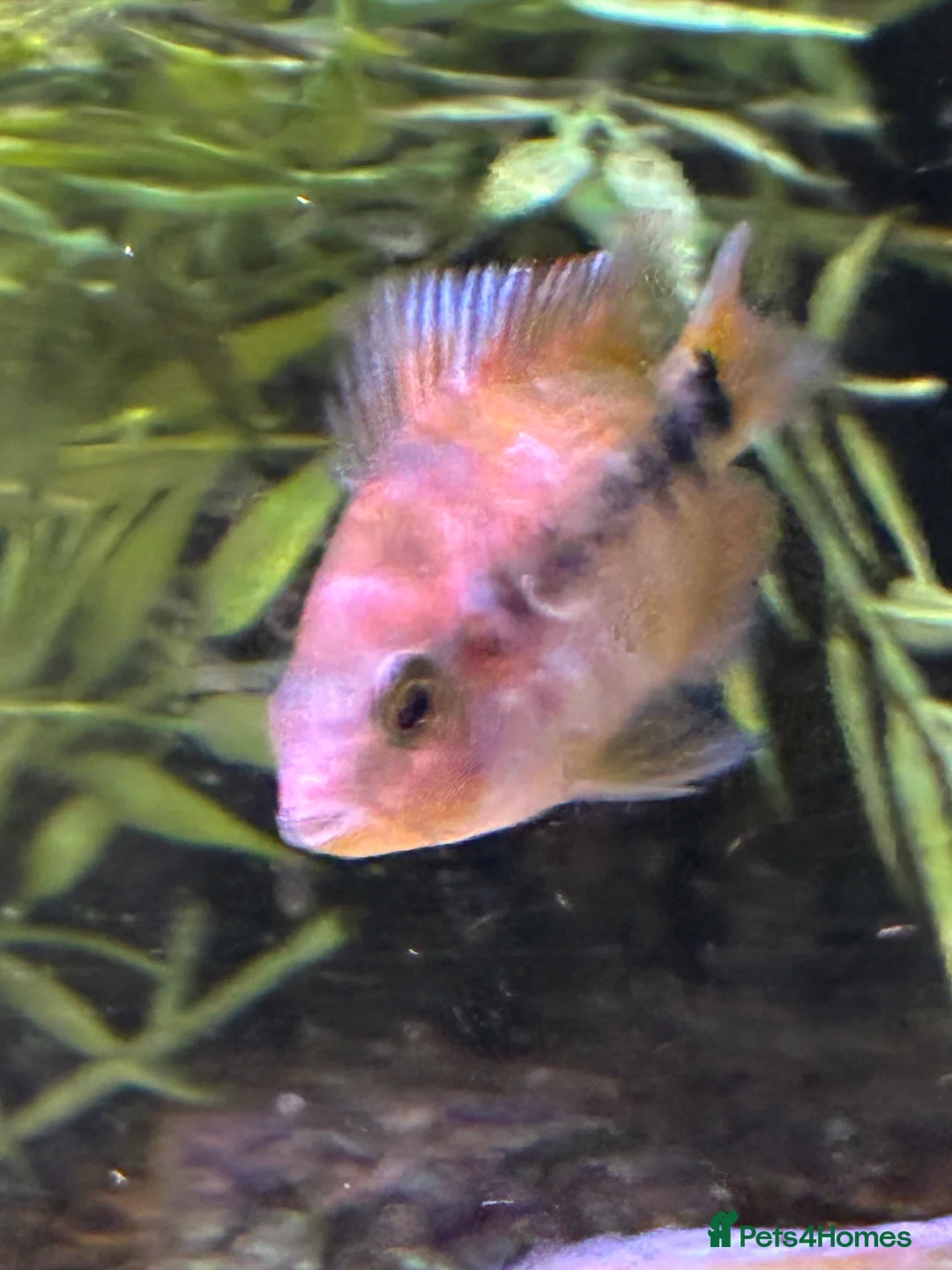 Cichlids fish for sale: Blood parrot x marble veija  - Advert 8