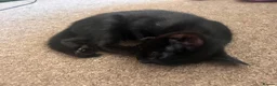 Mixed Breed cats for sale: Black kittens  in Princes Risborough - Advert 2