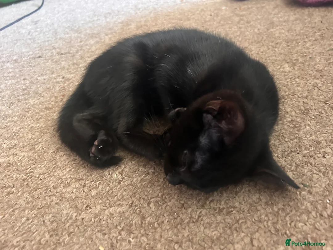 Mixed Breed cats for sale: Black kittens  in Princes Risborough - Advert 2