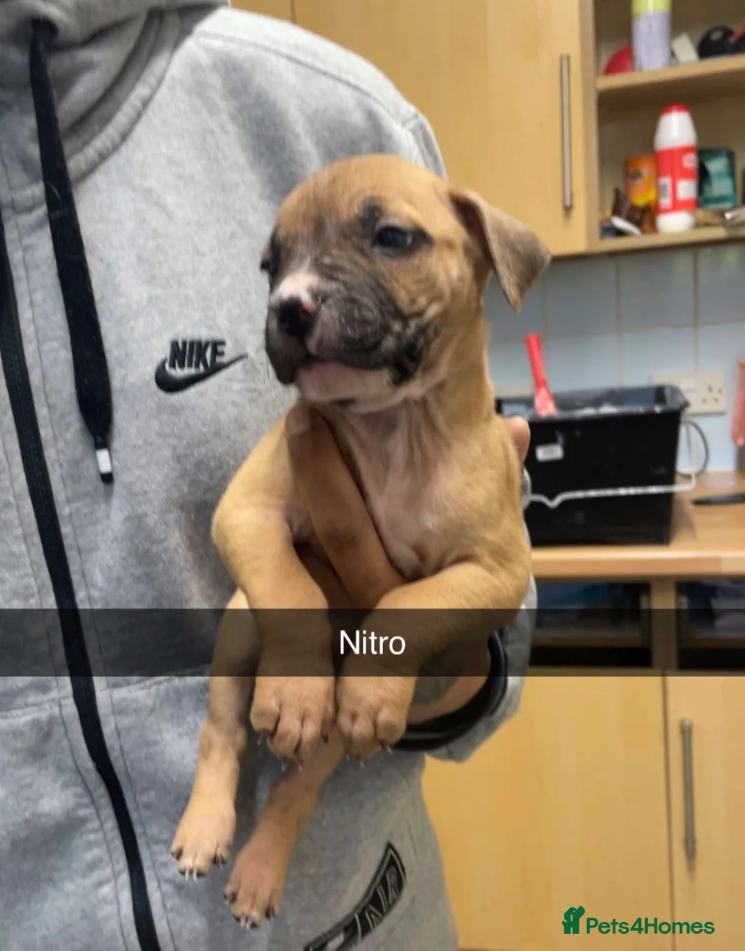 Mixed Breed dogs for sale: Mixed breed puppies for sale  - Advert 2