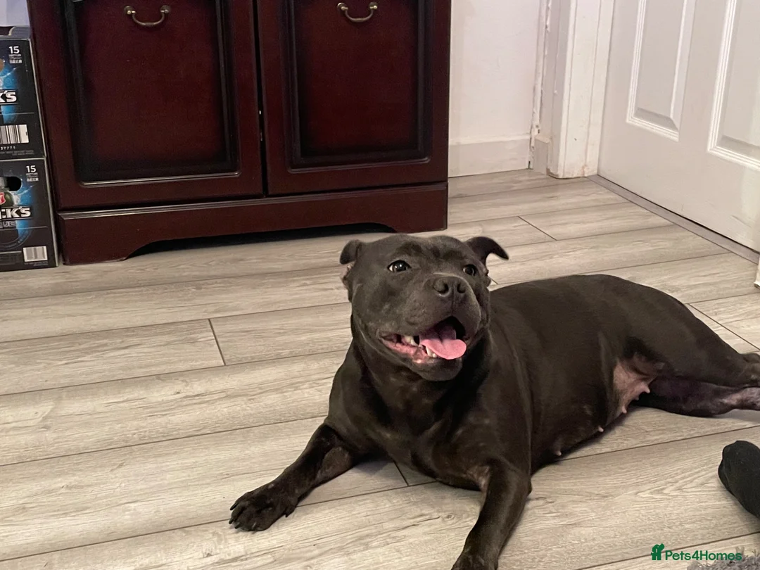 Staffordshire Bull Terrier dogs for sale: Black/blue staffy pups in Tredegar - Advert 2