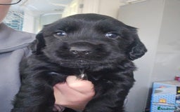 Cocker Spaniel dogs for sale: Beautiful cocker spaniel puppies - Advert 8