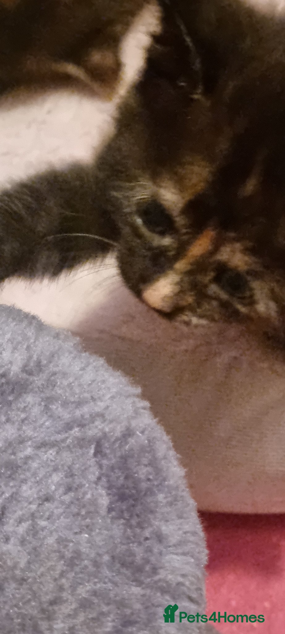 Mixed Breed cats for sale: Kittens for sale beautiful  - Advert 2