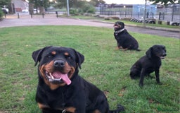 Rottweiler dogs for sale: Chunky Rottweiler Puppies DUE SOON  - Image 12