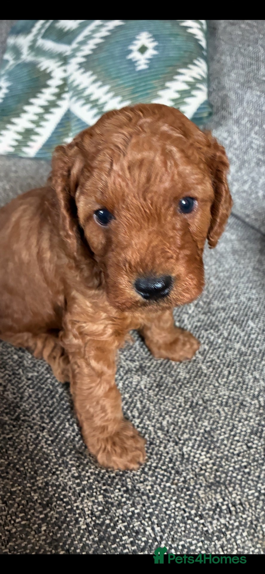 Miniature Poodle dogs 6 red and apricot KC registered poodles  - Advert 6