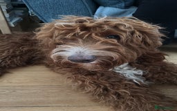 Irish Doodle dogs for sale: 1 year old setterpoo/Irish doodle - Image 6
