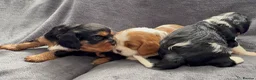 Cavalier King Charles Spaniel dogs for sale: Sweet RKCR Cavalier King Charles Spaniel Puppies - Advert 3
