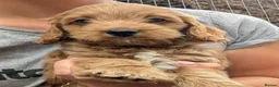 Cockapoo dogs for sale: Licensed breeder, health tested F1 cockapoo pups - Advert 26