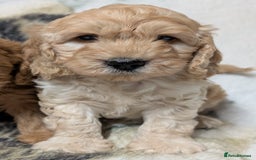 Cockapoo dogs for sale: Beautiful F1 Cockapoo puppies DNA clear - Image 9
